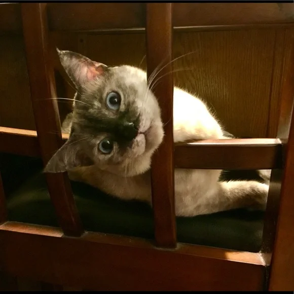 Meet - Picture 2 of 8